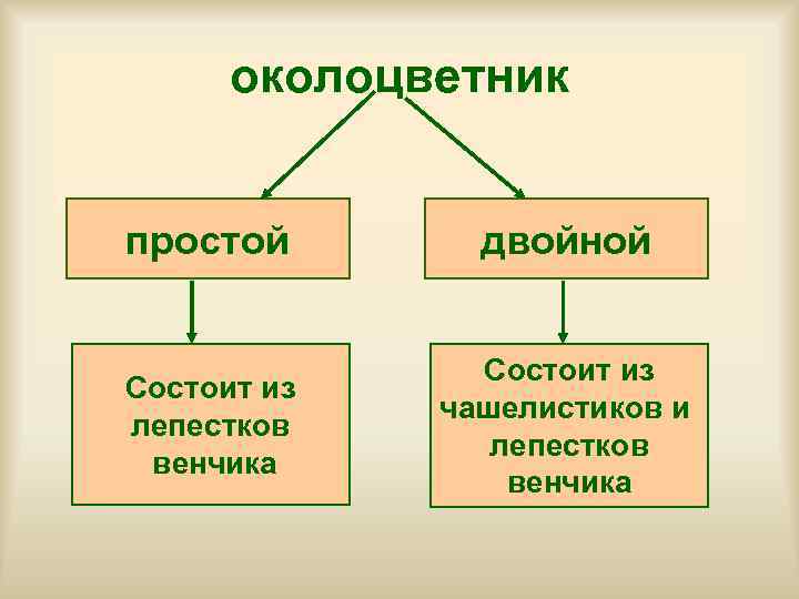  околоцветник  простой  двойной   Состоит из   чашелистиков и