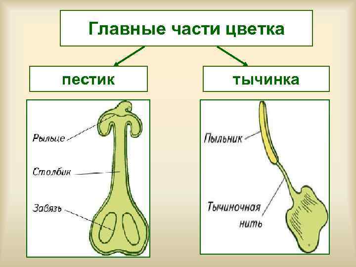  Главные части цветка пестик   тычинка 