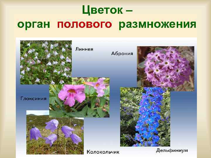    Цветок – орган полового размножения 