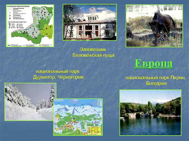    Заповедник    Беловежская пуща    Европа национальный