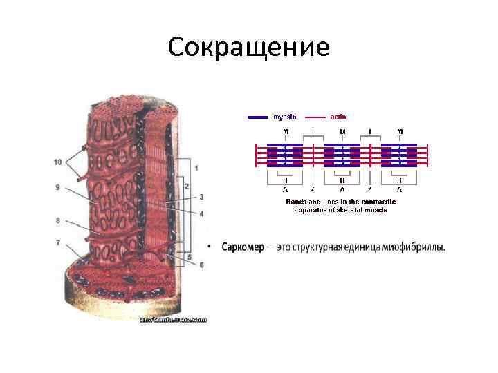Сокращение 
