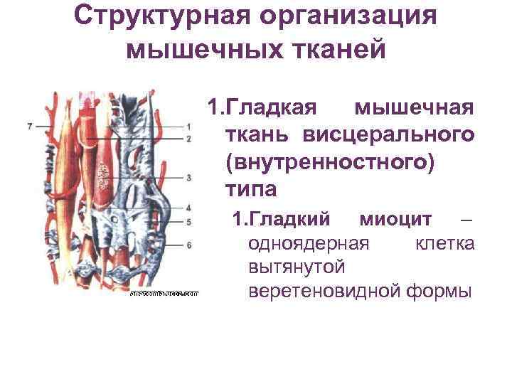 Структурная организация  мышечных тканей   1. Гладкая  мышечная  ткань висцерального
