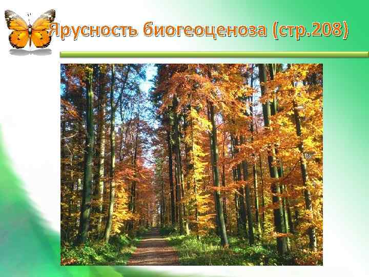 Ярусность биогеоценоза (стр. 208) 