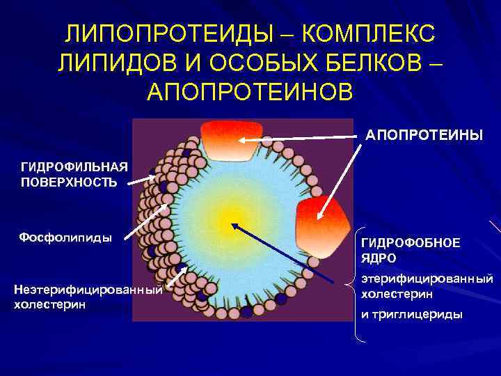  ЛИПОПРОТЕИДЫ – КОМПЛЕКС ЛИПИДОВ И ОСОБЫХ БЕЛКОВ –  АПОПРОТЕИНОВ   