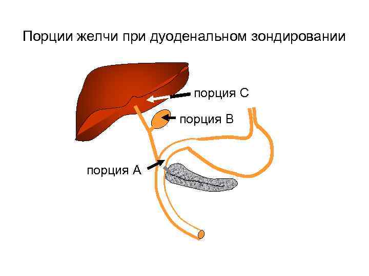 Порции желчи при дуоденальном зондировании     порция С   