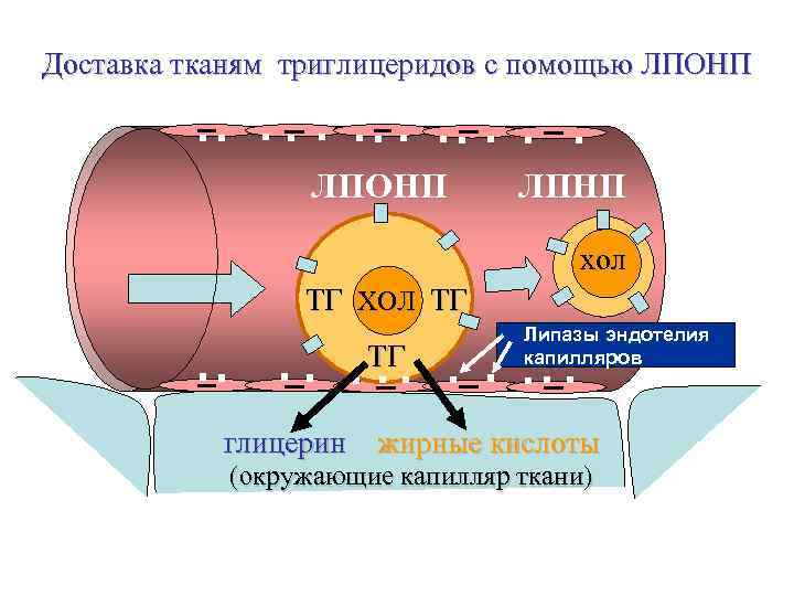 Доставка тканям триглицеридов с помощью ЛПОНП   ЛПНП     