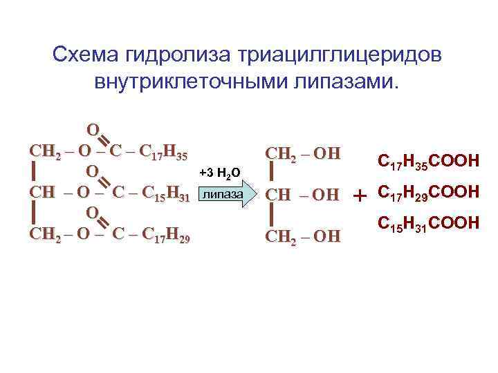  Схема гидролиза триацилглицеридов внутриклеточными липазами.   О СН 2 – О –