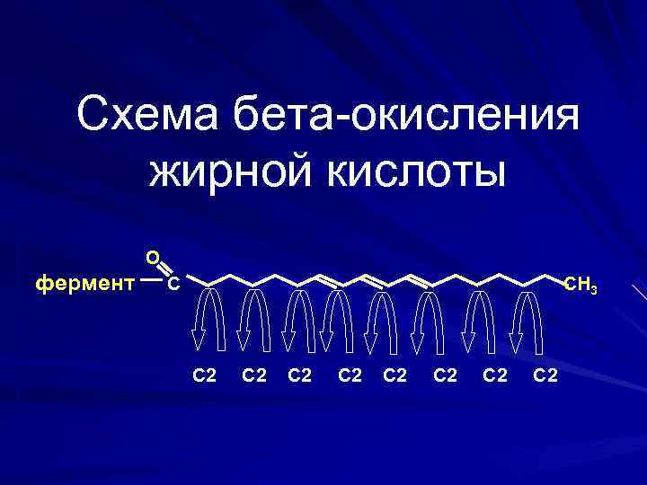  Схема бета-окисления жирной кислоты  О фермент  С    СН