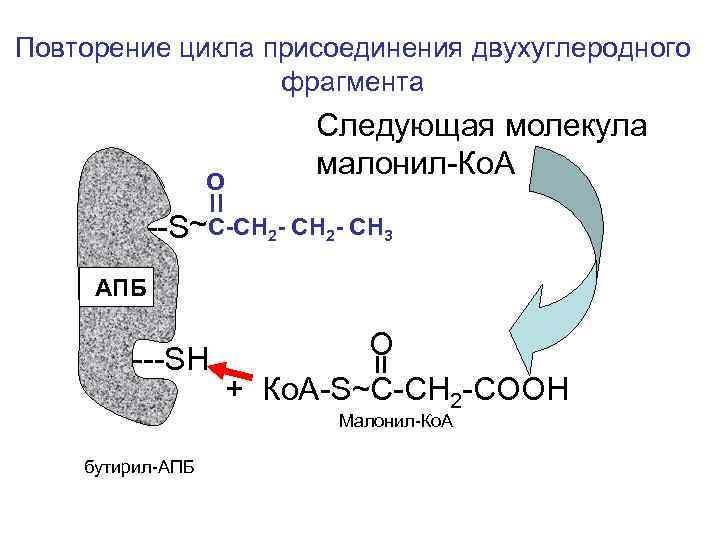 Повторение цикла присоединения двухуглеродного    фрагмента     Следующая молекула