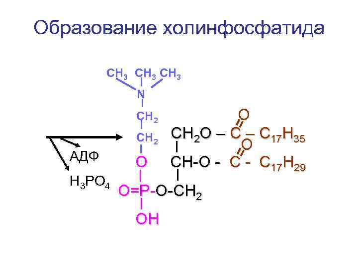 Образование холинфосфатида  СН 3   N   CH 2  О