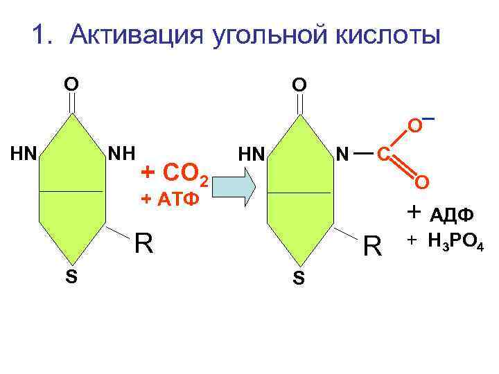  1. Активация угольной кислоты О       О НN
