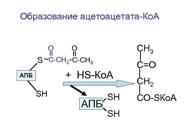 Образование ацетоацетата-Ко. А   О  О   СН 3  S