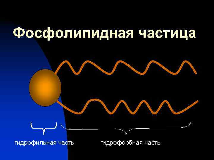 Фосфолипидная частица гидрофильная часть  гидрофообная часть 