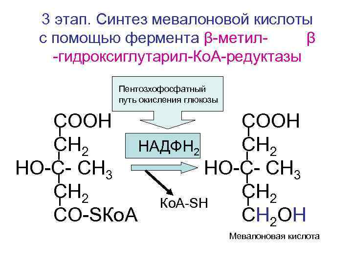  3 этап. Синтез мевалоновой кислоты  с помощью фермента β-метил-  β -гидроксиглутарил-Ко.