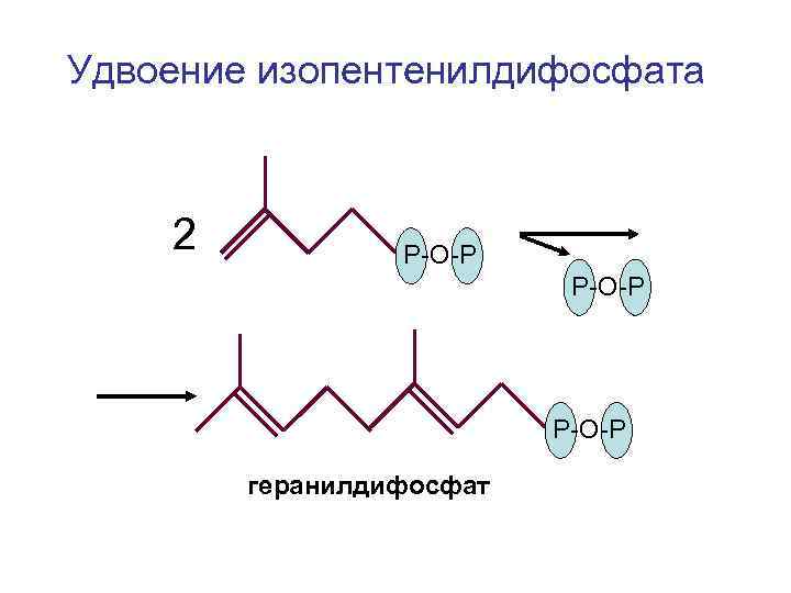 Удвоение изопентенилдифосфата  2  Р-О-Р   геранилдифосфат 