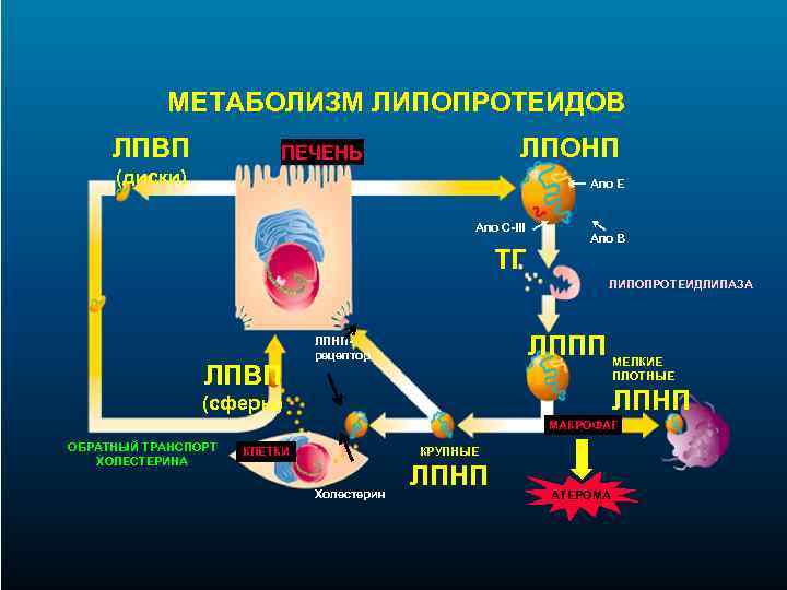 Липопротеины очень низкой плотности что это такое