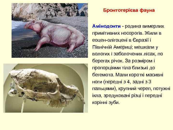   Бронтотерієва фауна  Амінодонти - родина вимерлих примітивних носорогів. Жили в еоцен-олігоцені