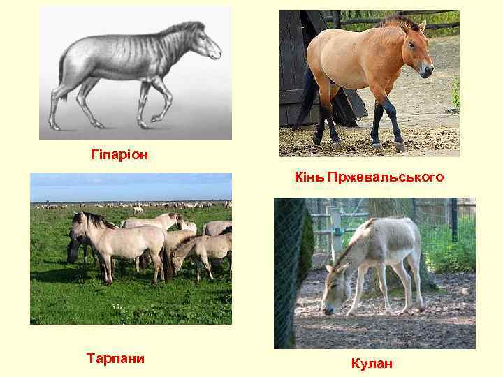 Гіпаріон  Кінь Пржевальського Тарпани  Кулан 