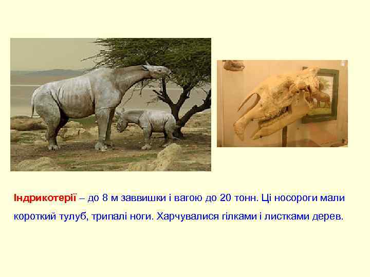 Індрикотерії – до 8 м заввишки і вагою до 20 тонн. Ці носороги мали