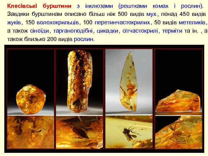Клесівські бурштини з інклюзами (рештками комах і рослин).    Завдяки бурштинам описано