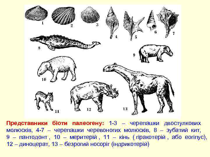 Представники біоти палеогену: 1 -3 – черепашки двостулкових    молюсків,  4
