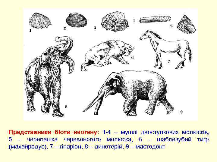 Представники біоти неогену: 1 -4 – мушлі двостулкових молюсків,     