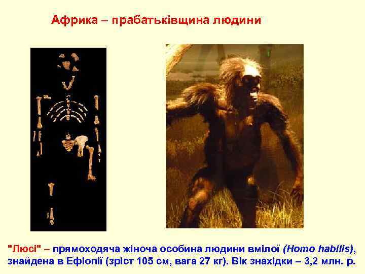    Африка – прабатьківщина людини 