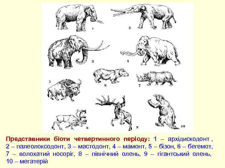 Представники біоти четвертинного періоду: 1 – архідискодонт ,      2
