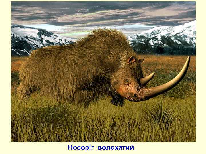 Носоріг волохатий 