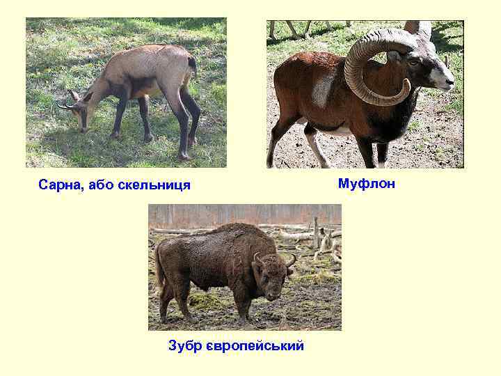 Сарна, або скельниця   Муфлон     Зубр європейський 