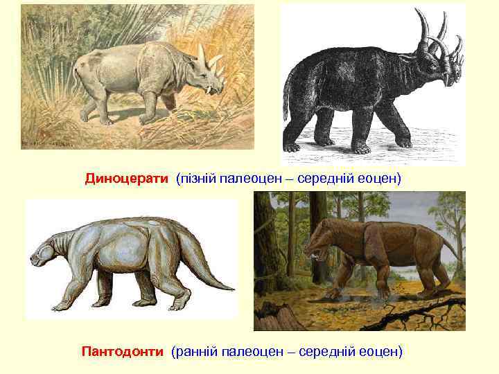 Диноцерати (пізній палеоцен – середній еоцен) Пантодонти (ранній палеоцен – середній еоцен) 