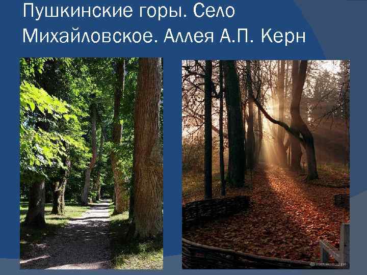 Пушкинские горы. Село Михайловское. Аллея А. П. Керн 