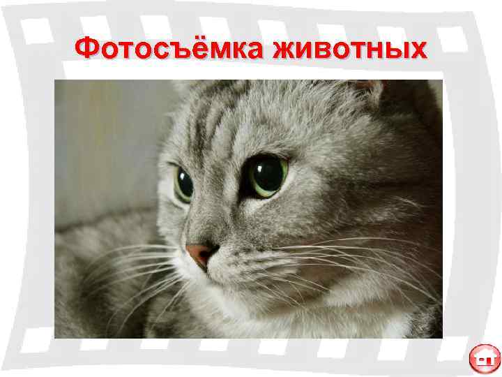 Фотосъёмка животных 