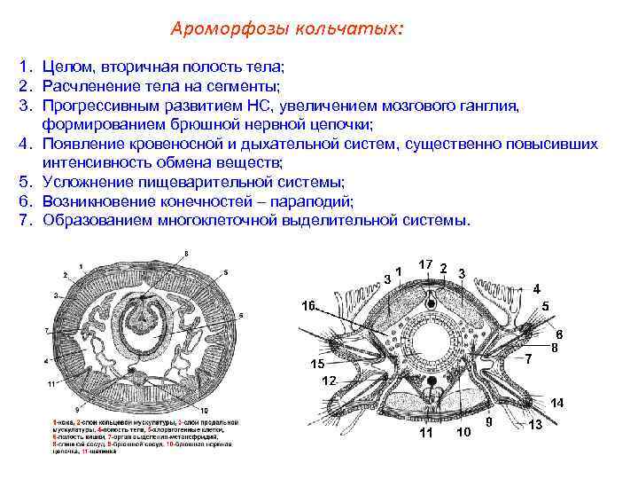    Ароморфозы кольчатых: 1. Целом, вторичная полость тела; 2. Расчленение тела на