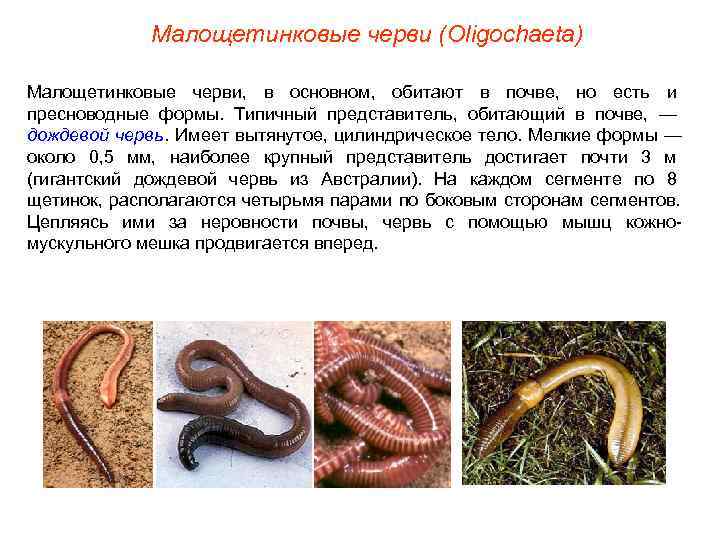    Малощетинковые черви (Oligochaeta) Малощетинковые черви, в основном, обитают в почве, но