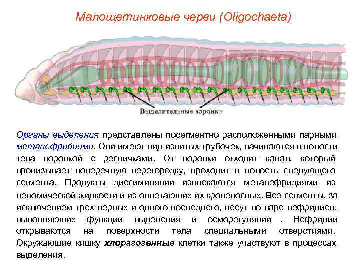   Малощетинковые черви (Oligochaeta) Органы выделения представлены посегментно расположенными парными метанефридиями. Они имеют