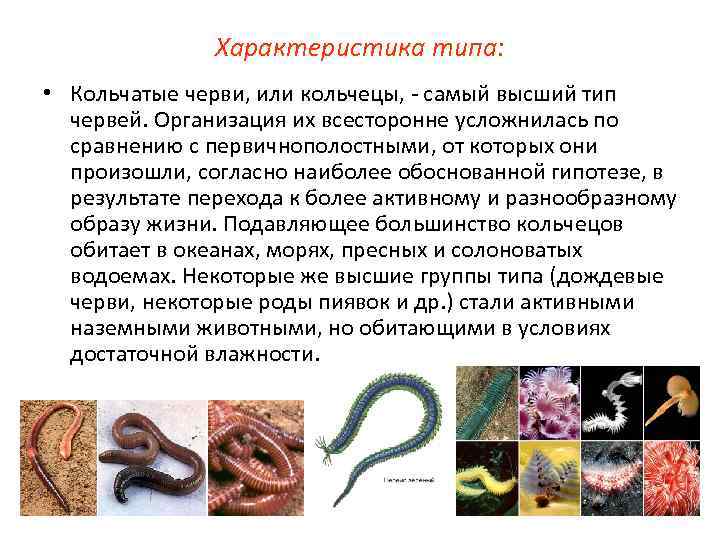     Характеристика типа:  • Кольчатые черви, или кольчецы, - самый