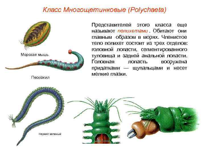    Класс Многощетинковые (Polуchaeta)    Представителей этого класса еще 