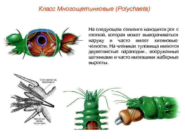 Класс Многощетинковые (Polуchaeta)   На следующем сегменте находится рот с   