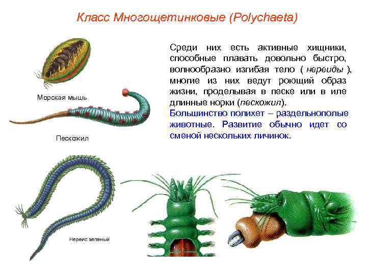    Класс Многощетинковые (Polуchaeta)     Среди них есть активные