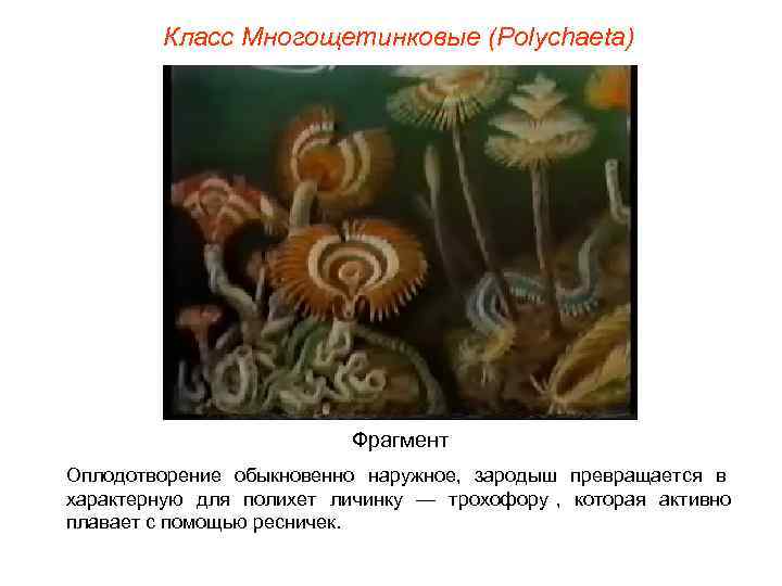  Класс Многощетинковые (Polуchaeta)      Фрагмент Оплодотворение обыкновенно наружное,