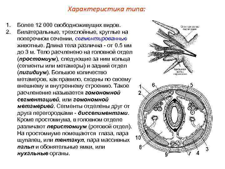     Характеристика типа:  1.  Более 12 000 свободноживущих видов.