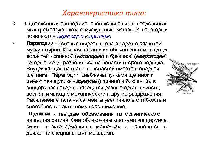     Характеристика типа: 3.  Однослойный эпидермис, слой кольцевых и продольных