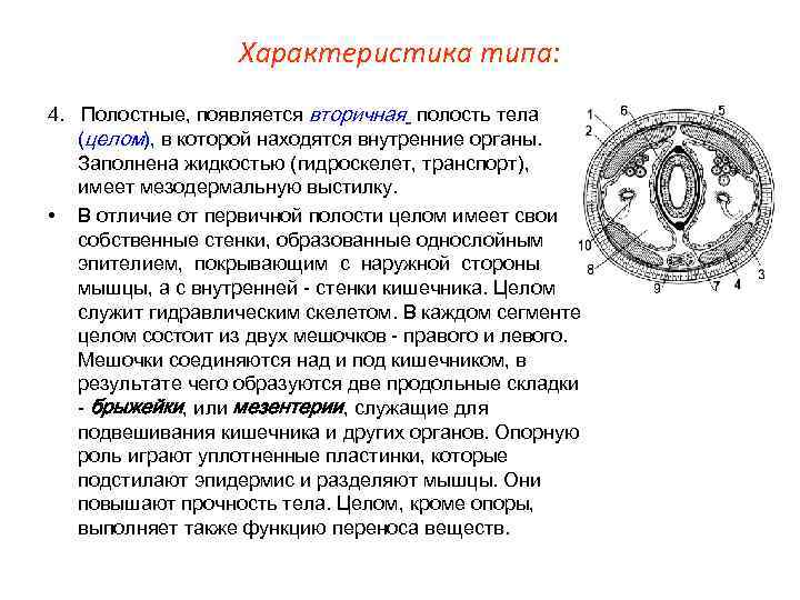    Характеристика типа: 4. Полостные, появляется вторичная полость тела  (целом), в