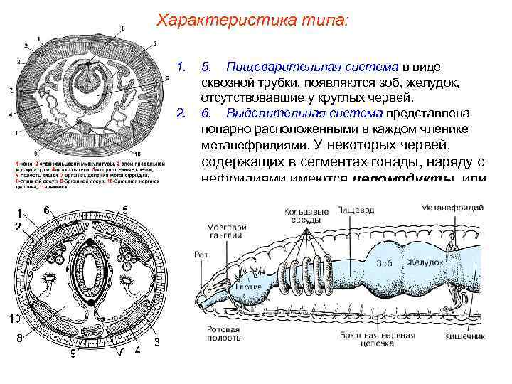 Характеристика типа:  1.  5. Пищеварительная система в виде  сквозной трубки, появляются