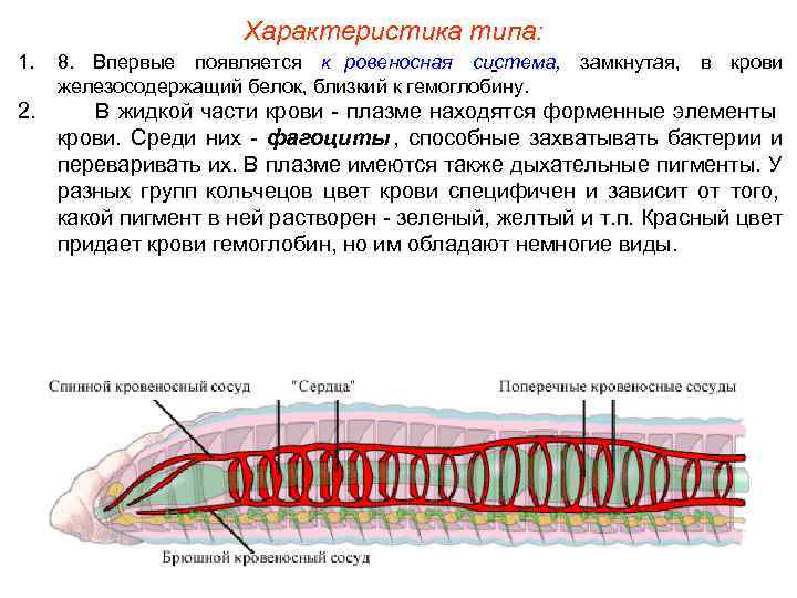 Транспорт веществ у червей