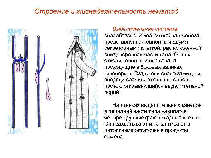 Строение и жизнедеятельность нематод     Выделительная система   своеобразна. Имеется