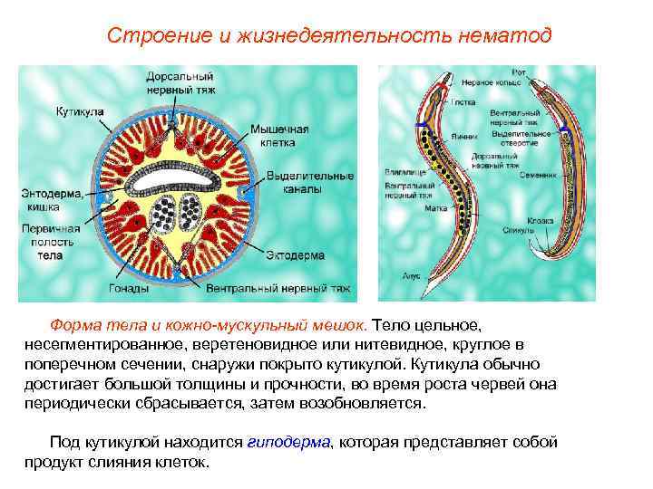 Схема строения круглых червей