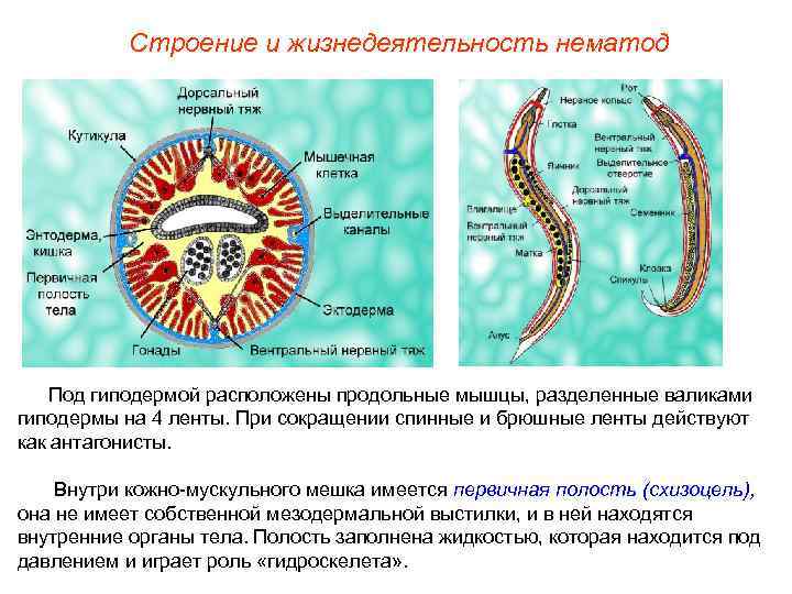   Строение и жизнедеятельность нематод   Под гиподермой расположены продольные мышцы, разделенные