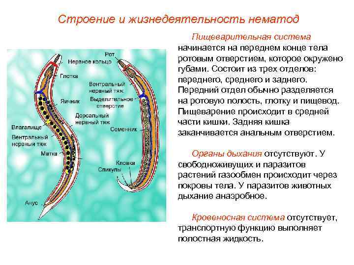 Строение и жизнедеятельность нематод     Пищеварительная система   начинается на